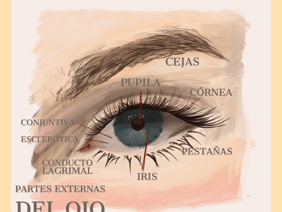 El ojo, una mirada cercana. Parte&nbsp;1.