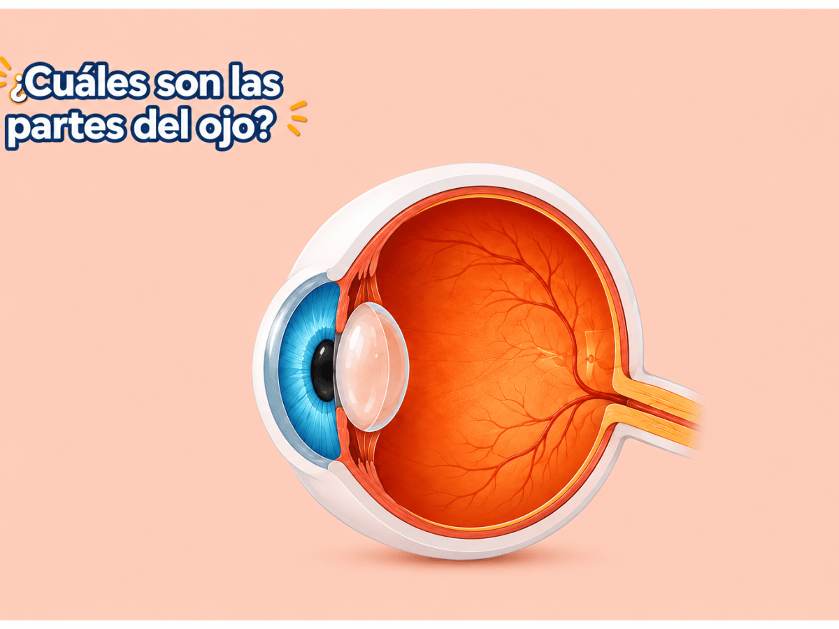 Las partes del ojo que no se ven: un mundo fascinante detrás de la visión. Parte&nbsp;2